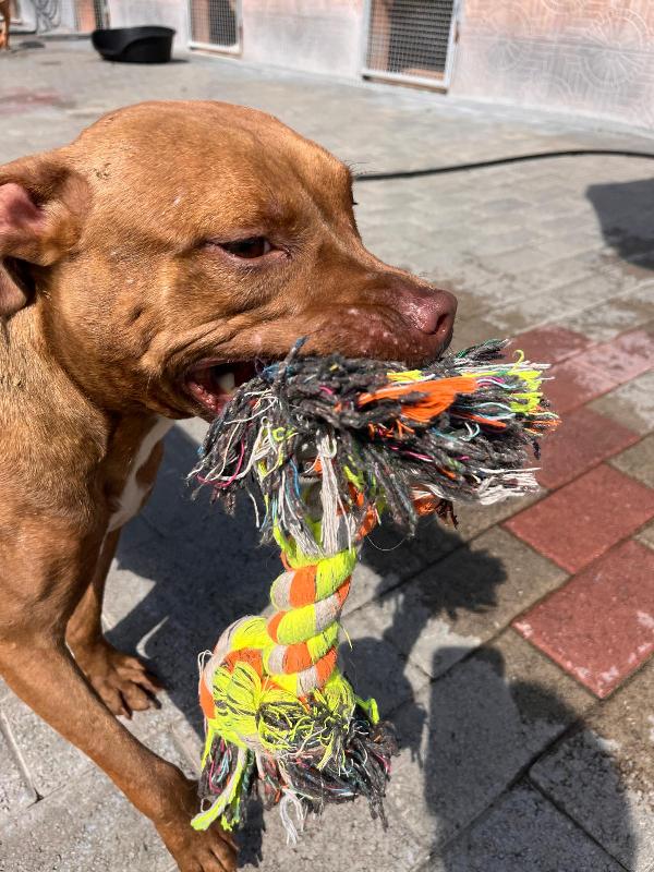 ALMA BELLISSIMA PIT Foto 3